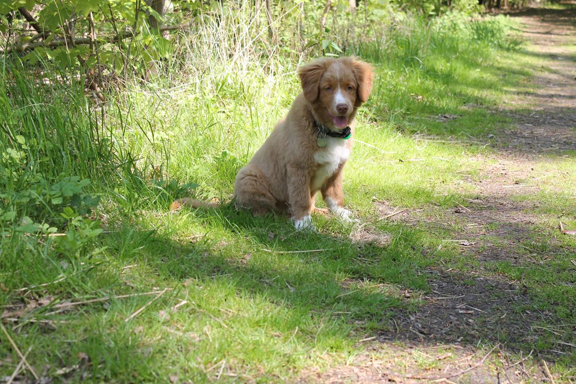 Nova scotia duck tolling retriever Mickho billede 14