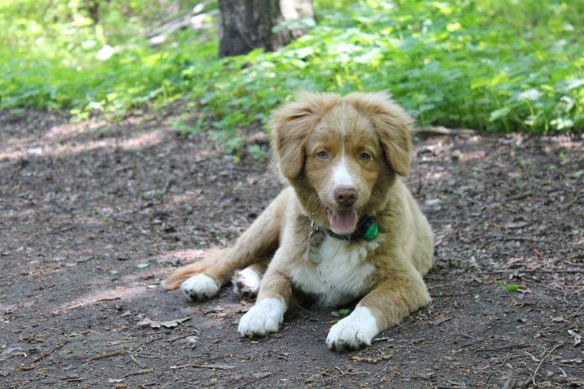 Nova scotia duck tolling retriever Mickho billede 15