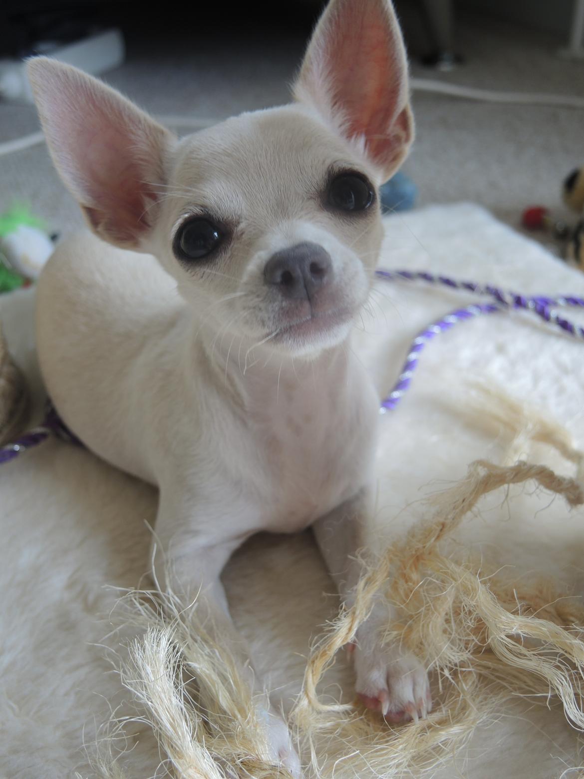 Chihuahua Shiro ("Hvid" på Japansk) billede 1