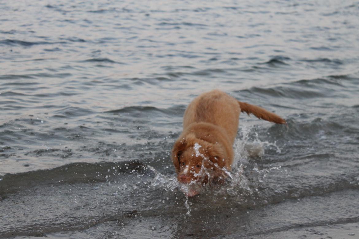 Nova scotia duck tolling retriever Mickho billede 16