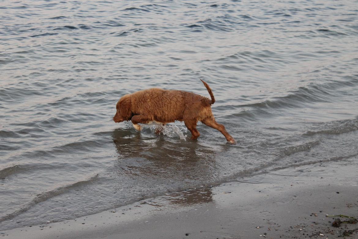 Nova scotia duck tolling retriever Mickho billede 17