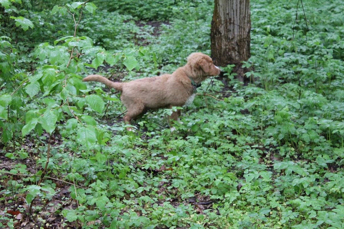 Nova scotia duck tolling retriever Mickho billede 18