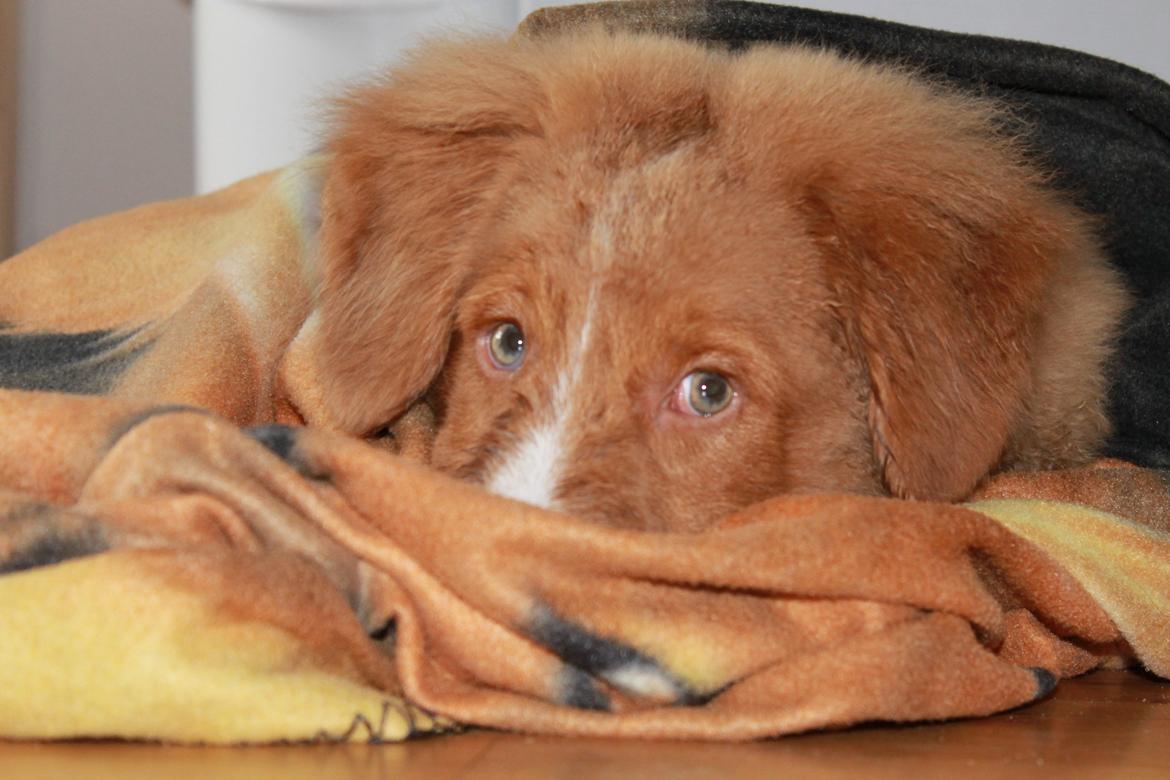 Nova scotia duck tolling retriever Mickho billede 19