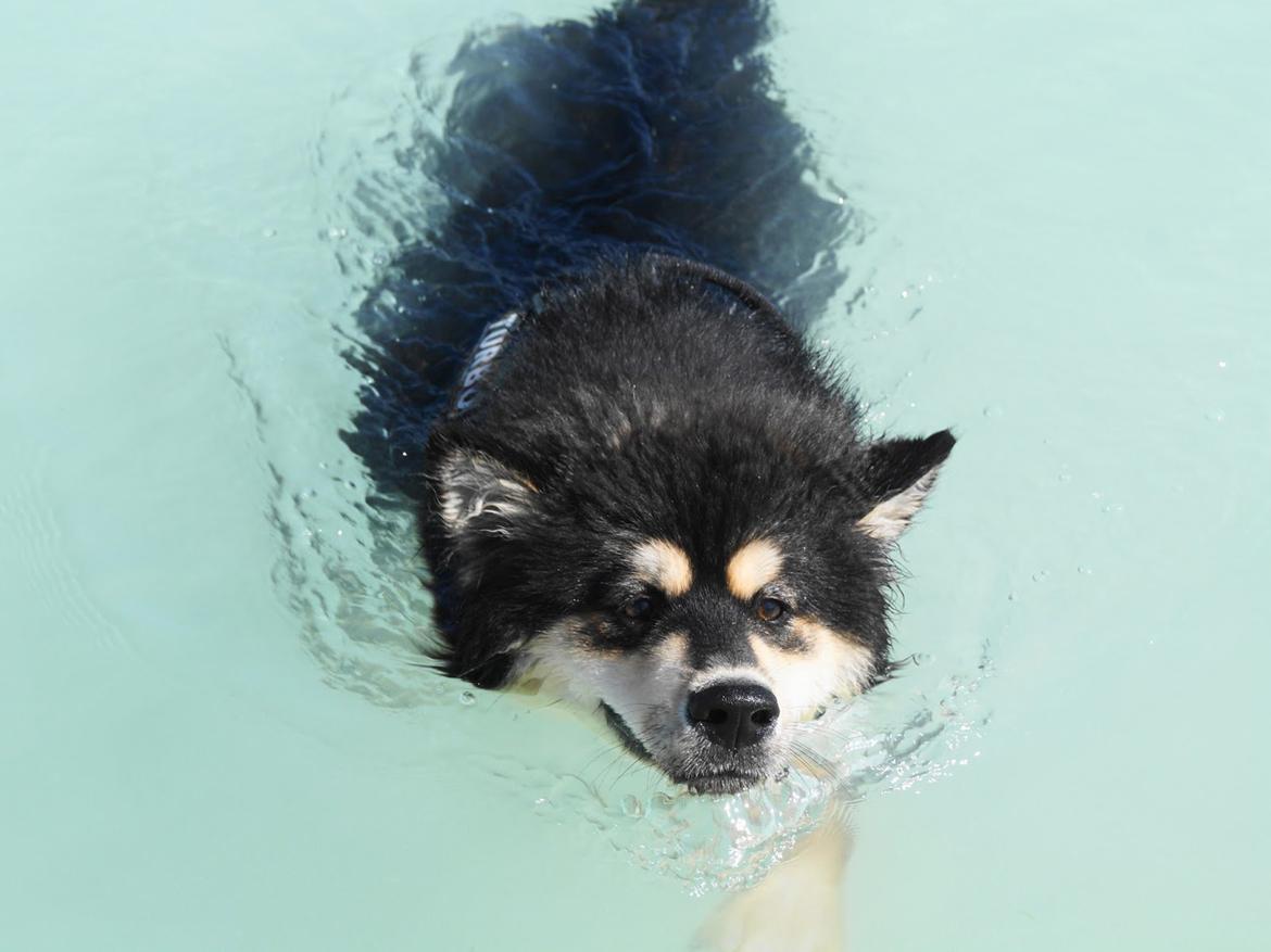 Finsk lapphund Happy Lapp Cosmo - Kenzo - Ude at bade i Faxe Kalkbrud billede 8