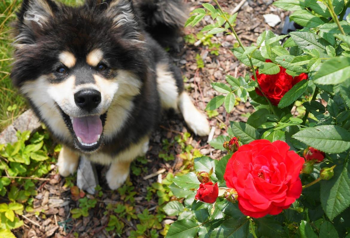 Finsk lapphund Happy Lapp Cosmo - Kenzo - Ude i haven billede 9