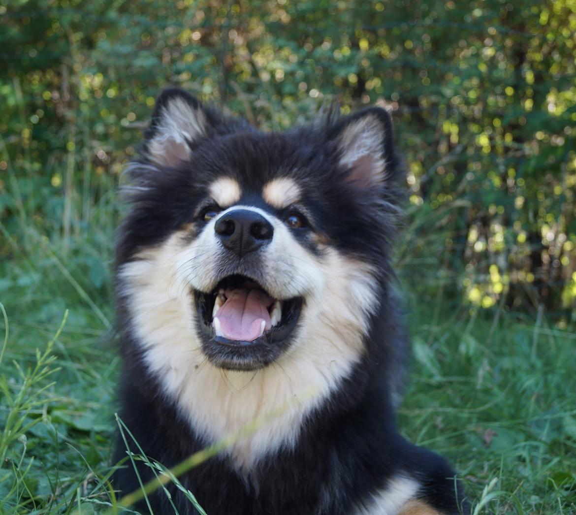 Finsk lapphund Happy Lapp Cosmo - Kenzo - Ude i haven billede 10