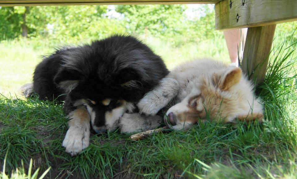 Finsk lapphund Happy Lapp Cosmo - Kenzo - Kenzo og Ecco slapper af på Feddet, efter en lang dag med en masse lapphunde billede 11