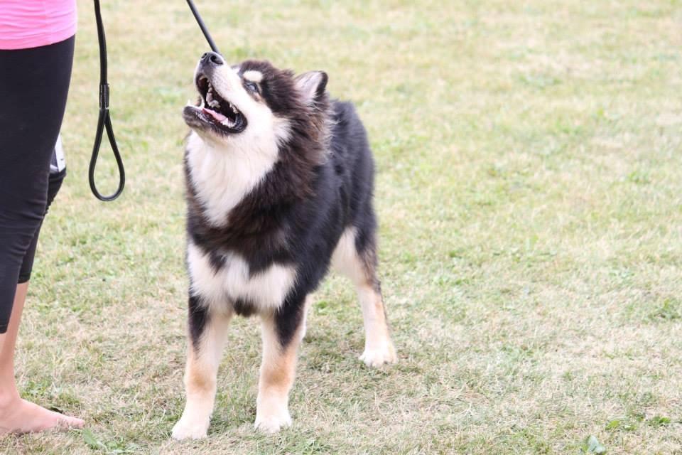 Finsk lapphund Happy Lapp Cosmo - Kenzo - Fra udstillingen i fuglebjerg billede 13