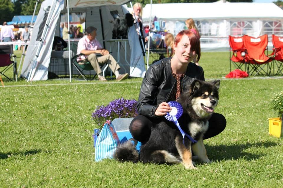 Finsk lapphund Happy Lapp Cosmo - Kenzo - Første udstilling i gravhundeklubben, blev BIS 2 billede 14