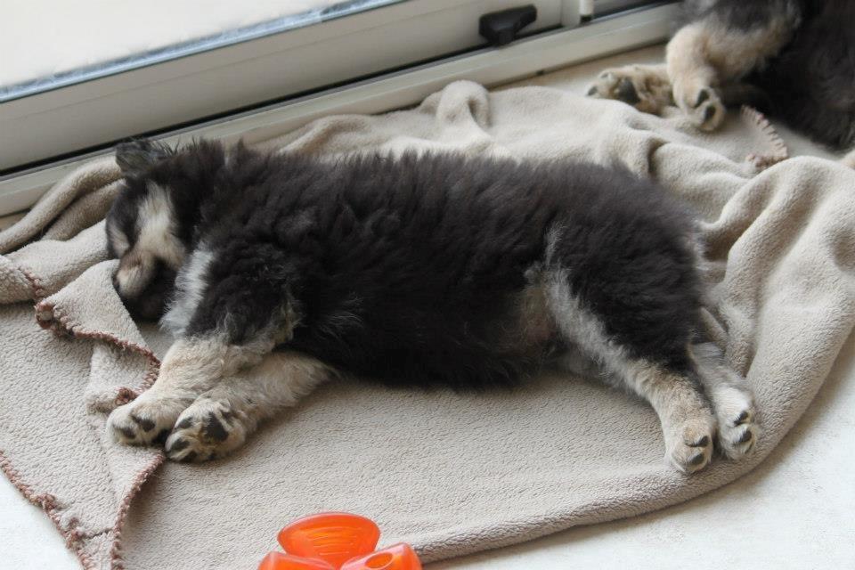 Finsk lapphund Happy Lapp Cosmo - Kenzo - Da han var cirka 8 uger gammel billede 15