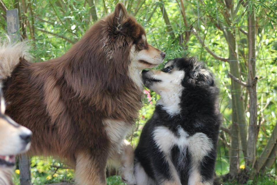 Finsk lapphund Happy Lapp Cosmo - Kenzo - Happy Lapp Kenzo med sin Far Lord Black Blossom Radne
Et lille kys billede 17