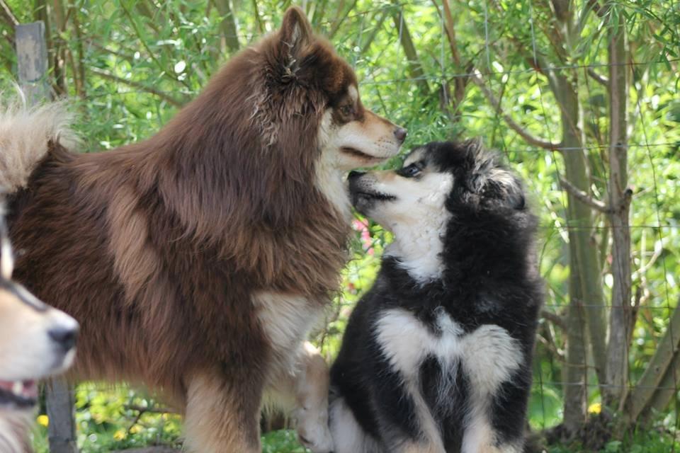 Finsk lapphund Happy Lapp Cosmo - Kenzo - Happy Lapp Kenzo med sin Far Lord Black Blossom Radne
Et lille kys billede 17