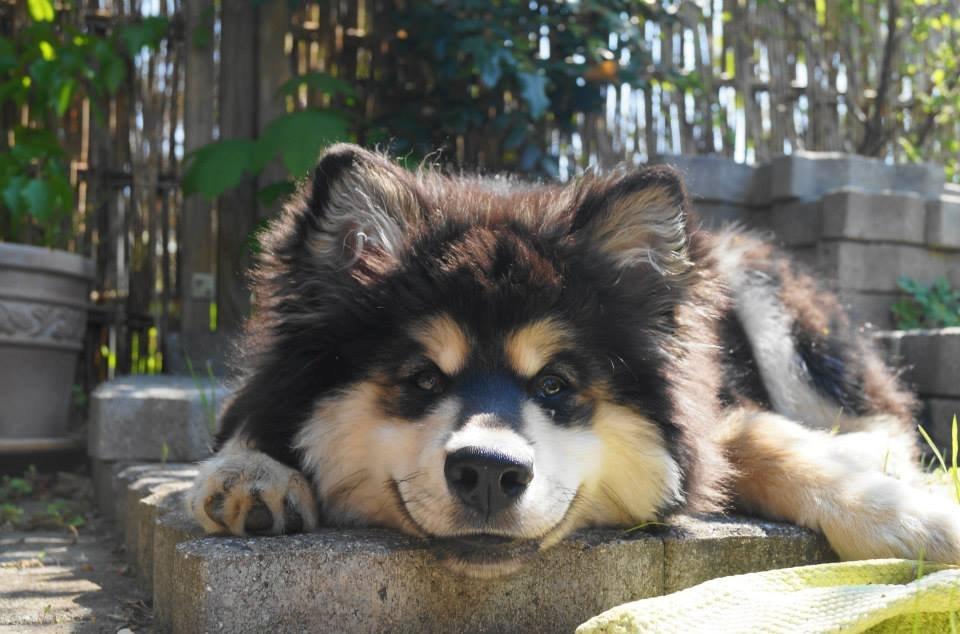 Finsk lapphund Happy Lapp Cosmo - Kenzo - 5 måneder gammel, ligger ude i haven billede 18