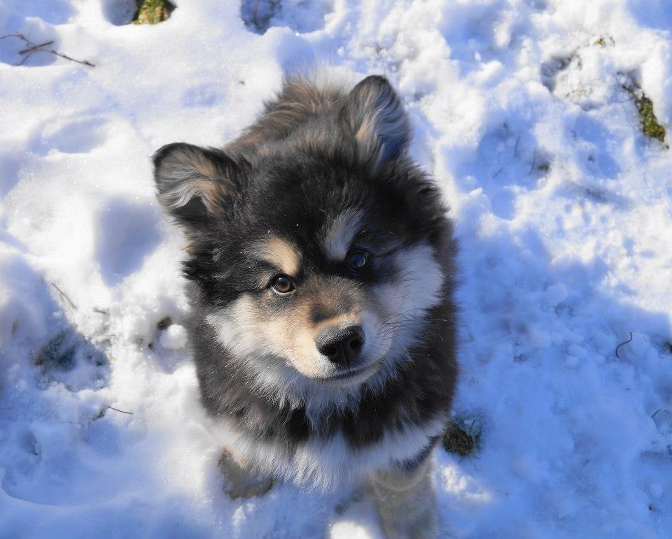 Finsk lapphund Happy Lapp Cosmo - Kenzo - 3 måneder gammel, så smuk i kontrast til sneen billede 19