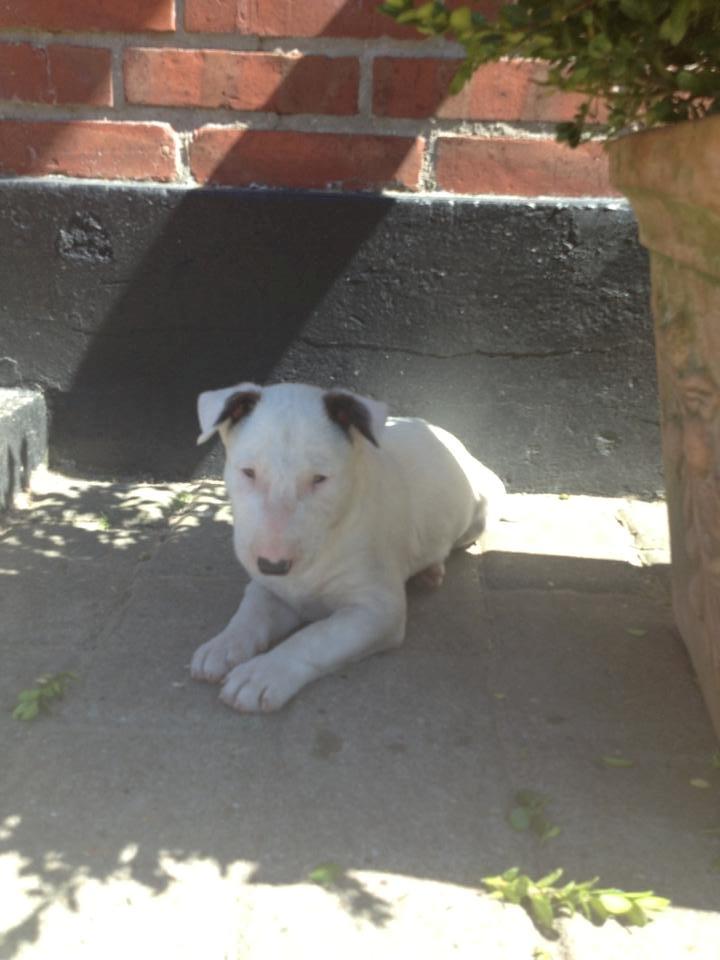 Bullterrier Freya <3 - Stafford Flowers Danelaw billede 1