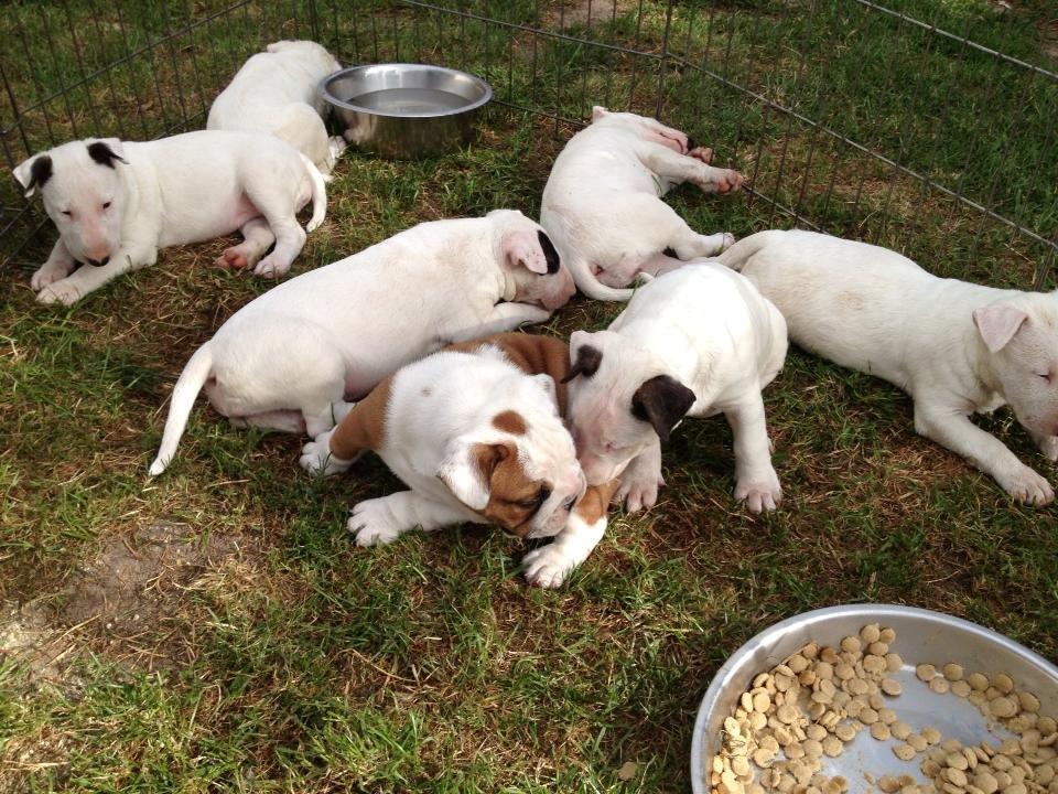 Bullterrier Freya <3 - Stafford Flowers Danelaw billede 2
