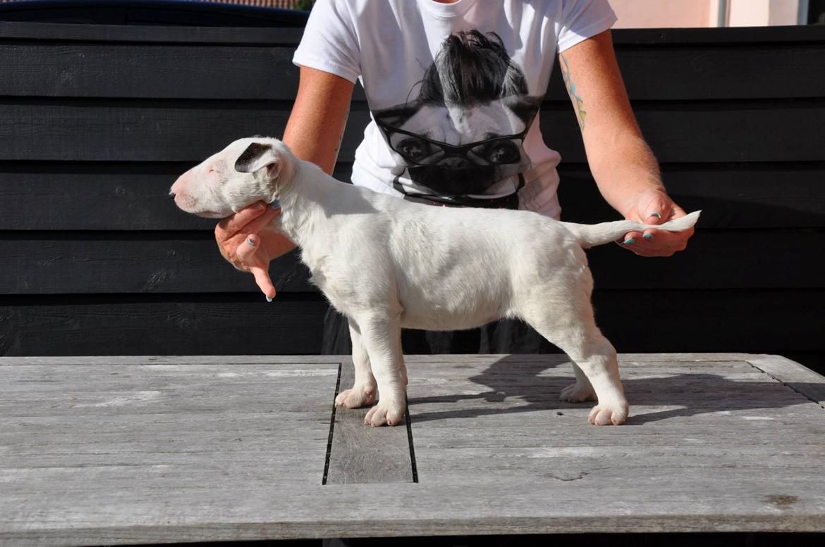 Bullterrier Freya <3 - Stafford Flowers Danelaw billede 3