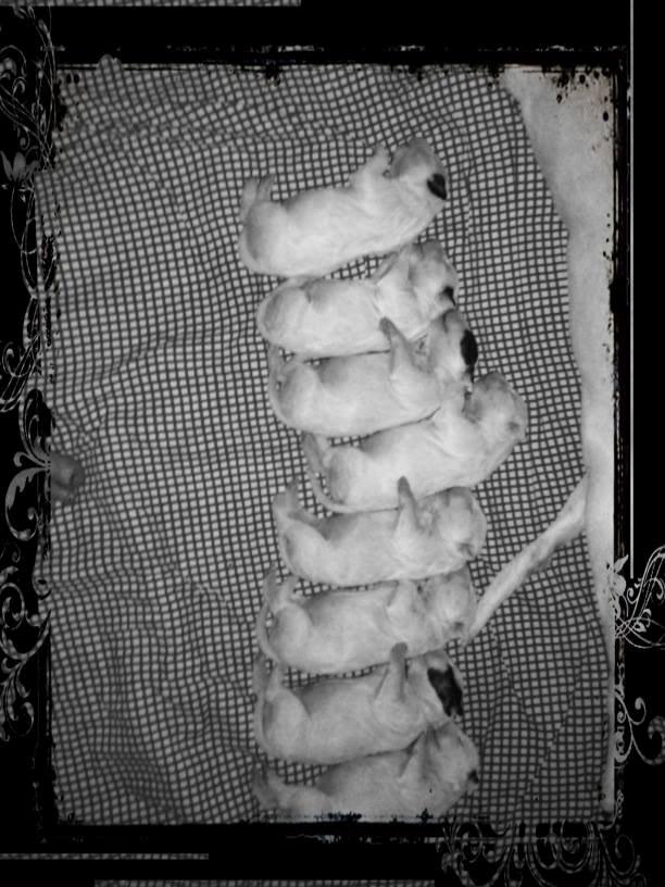 Bullterrier Freya <3 - Stafford Flowers Danelaw billede 4