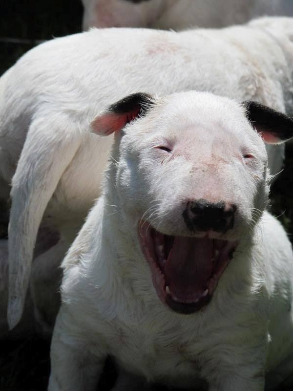 Bullterrier Freya <3 - Stafford Flowers Danelaw billede 5