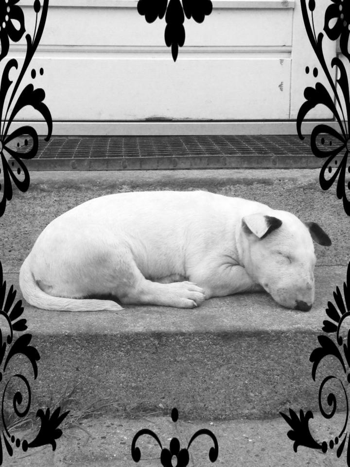 Bullterrier Freya <3 - Stafford Flowers Danelaw billede 6