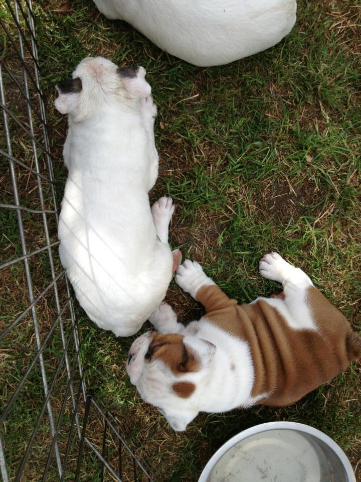 Bullterrier Freya <3 - Stafford Flowers Danelaw billede 7