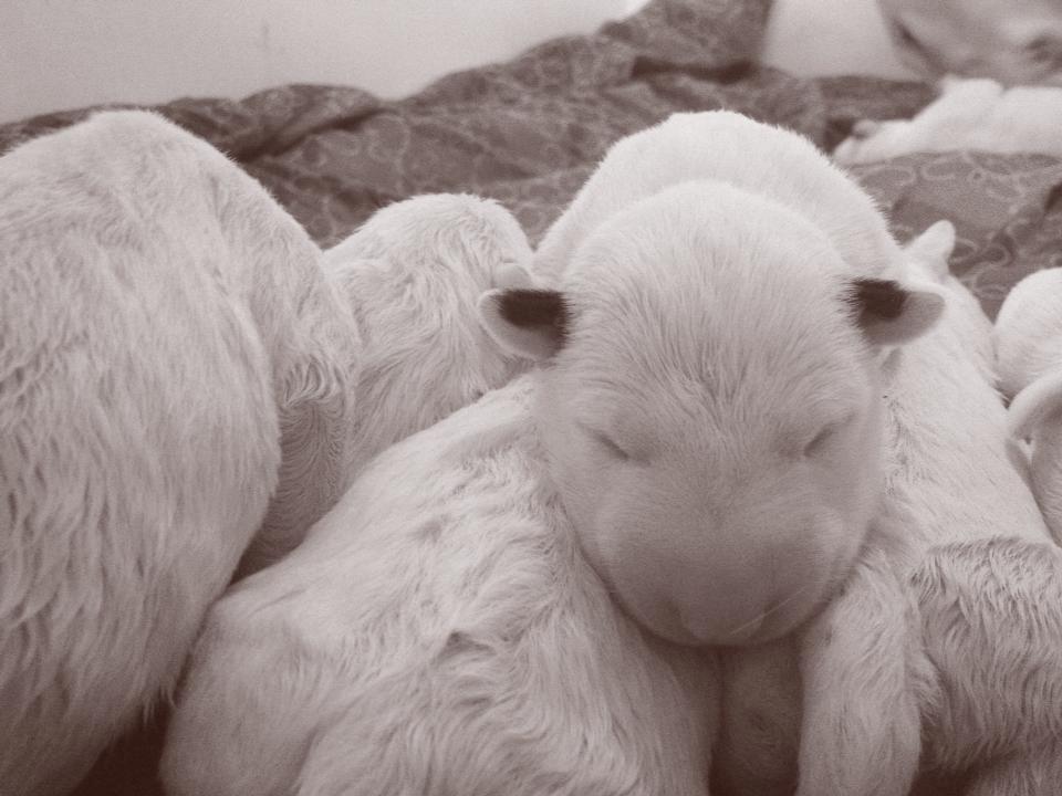 Bullterrier Freya <3 - Stafford Flowers Danelaw billede 8