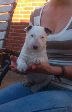 Bullterrier Freya <3 - Stafford Flowers Danelaw billede 9