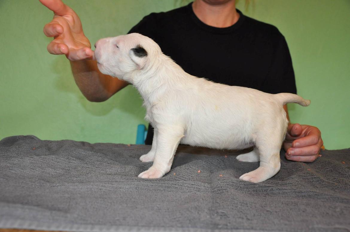 Bullterrier Freya <3 - Stafford Flowers Danelaw billede 10