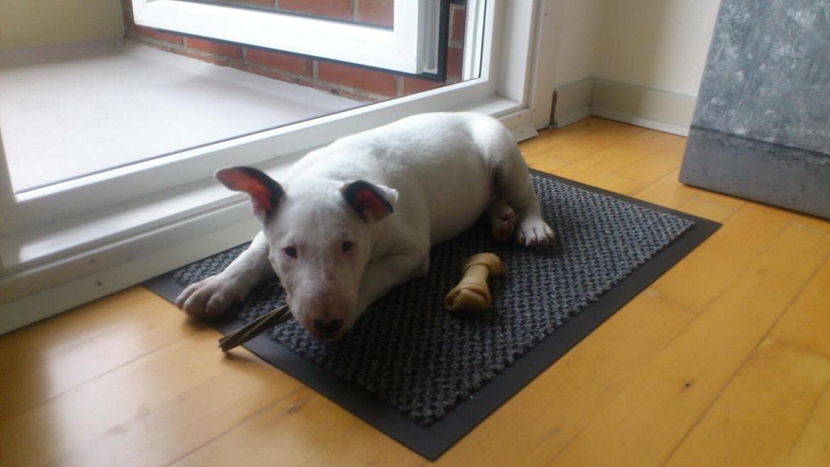 Bullterrier Freya <3 - Stafford Flowers Danelaw billede 11