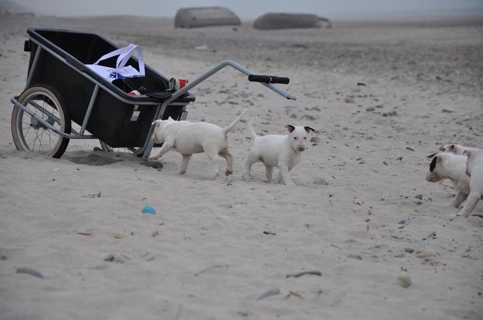 Bullterrier Freya <3 - Stafford Flowers Danelaw billede 12