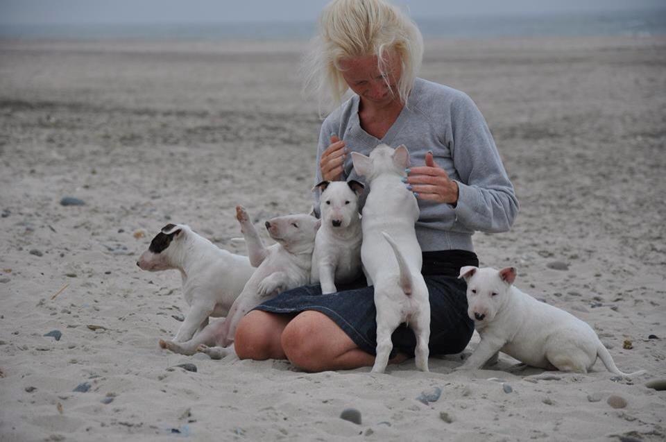 Bullterrier Freya <3 - Stafford Flowers Danelaw billede 13