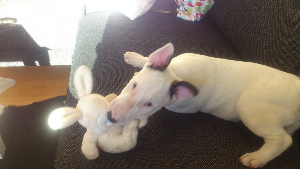 Bullterrier Freya <3 - Stafford Flowers Danelaw billede 14