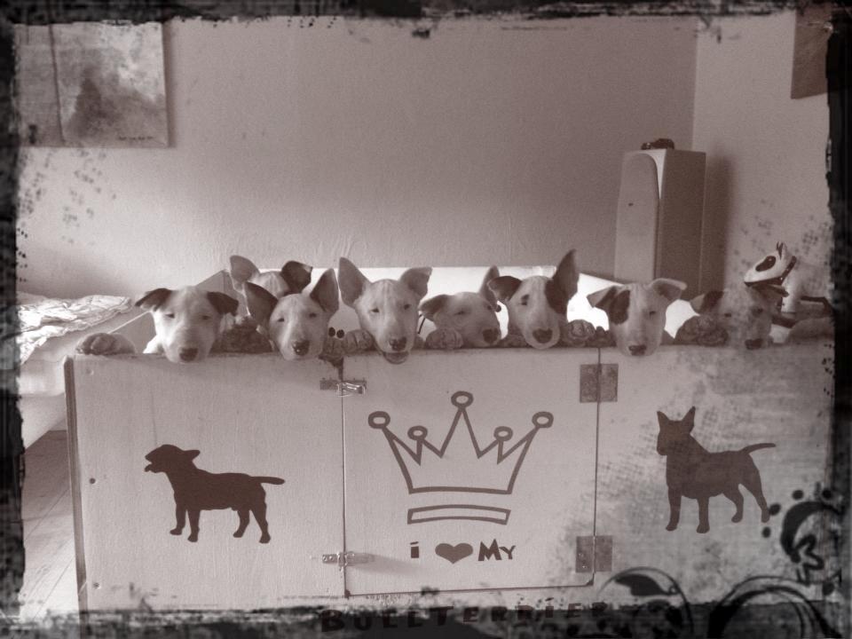 Bullterrier Freya <3 - Stafford Flowers Danelaw billede 15