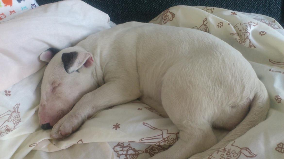 Bullterrier Freya <3 - Stafford Flowers Danelaw billede 16