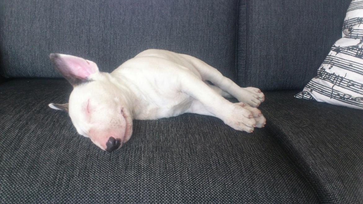 Bullterrier Freya <3 - Stafford Flowers Danelaw billede 17