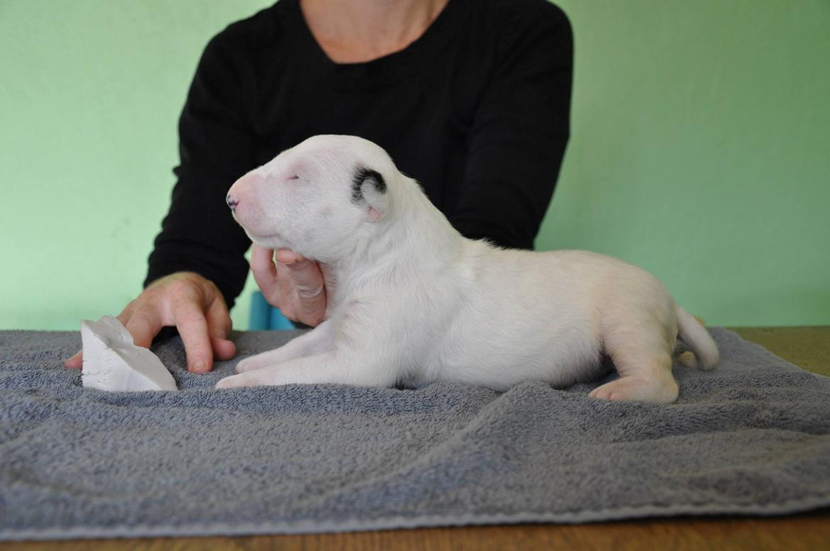 Bullterrier Freya <3 - Stafford Flowers Danelaw billede 18