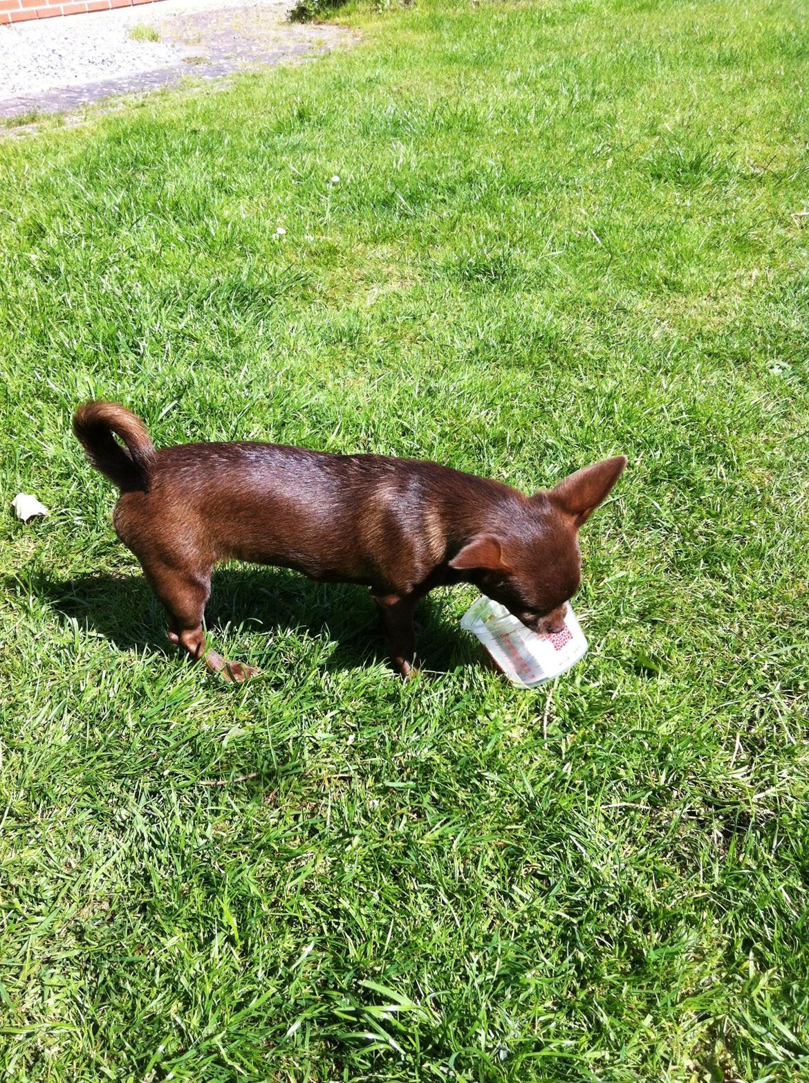 Chihuahua Chicka billede 15