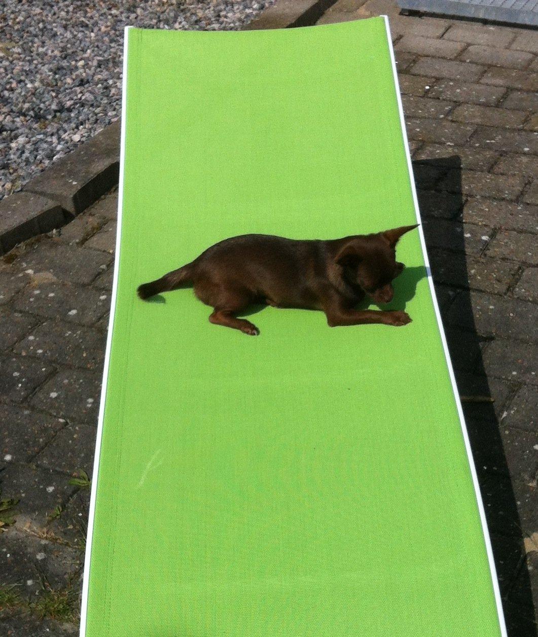 Chihuahua Chicka billede 16