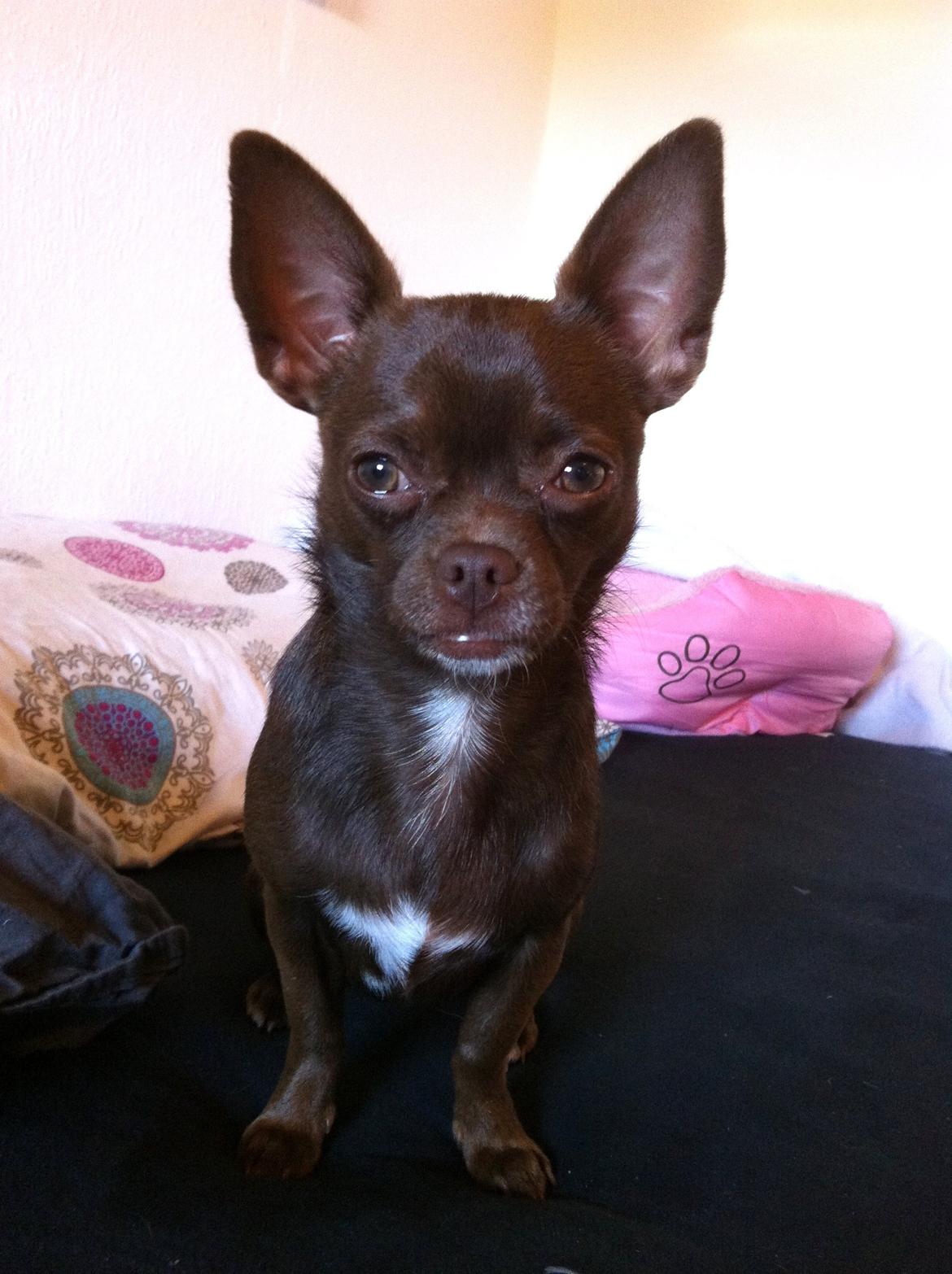 Chihuahua Chicka billede 17