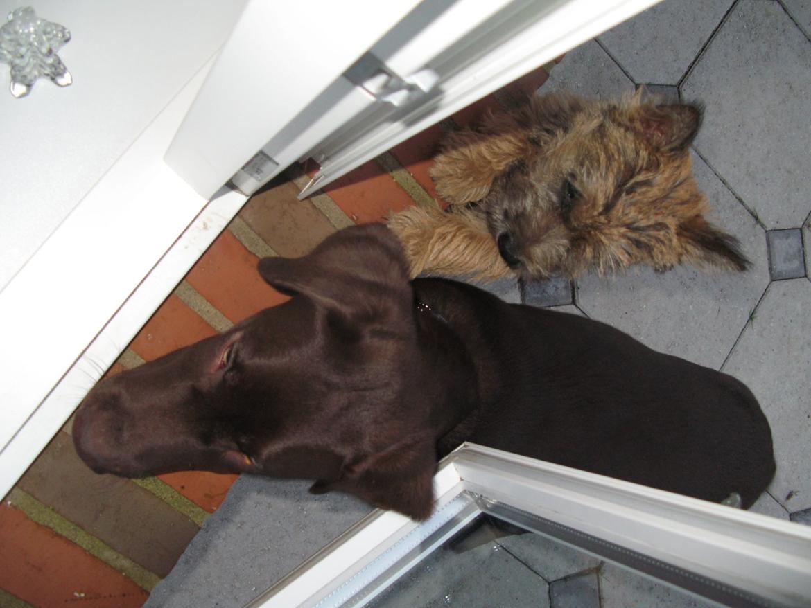 Cairn terrier Buster - Buster og Paco billede 3