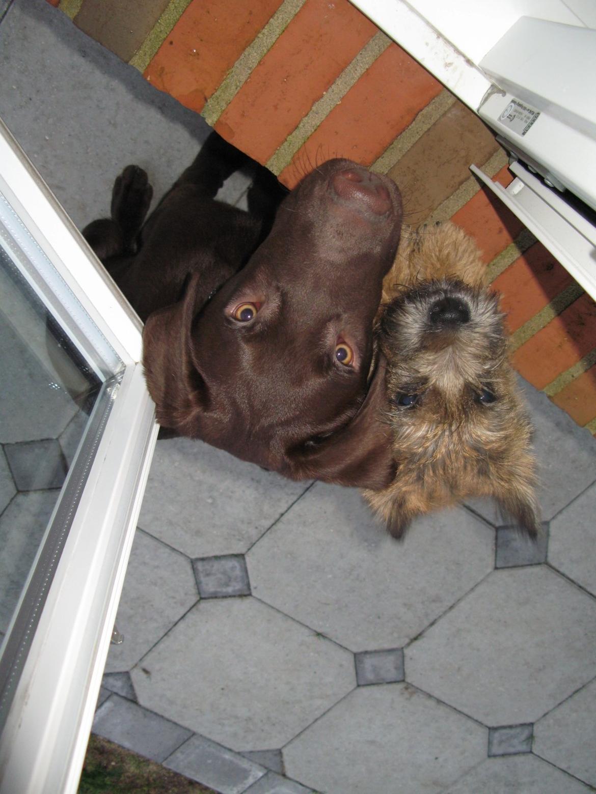 Cairn terrier Buster billede 4