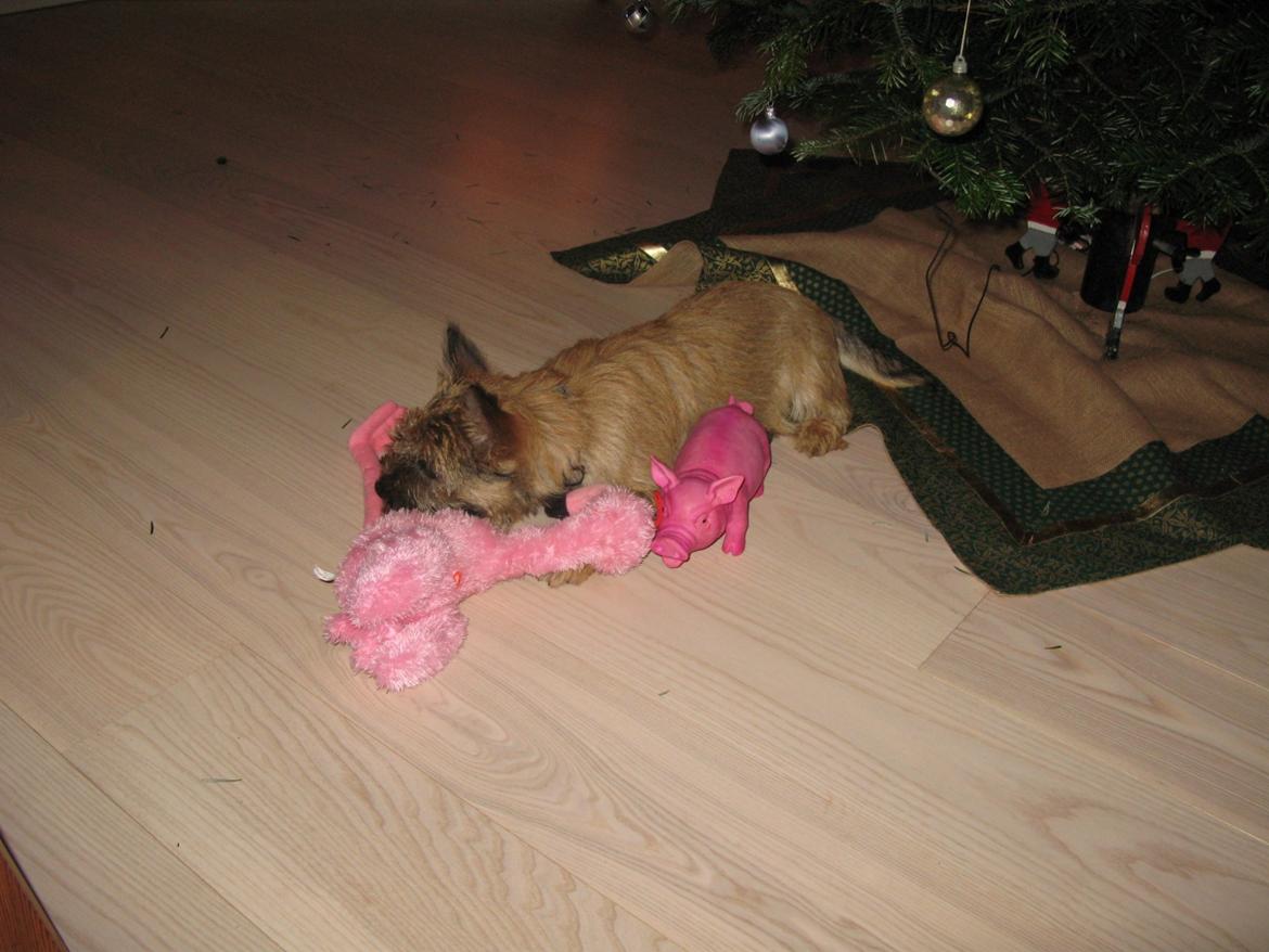 Cairn terrier Buster billede 5