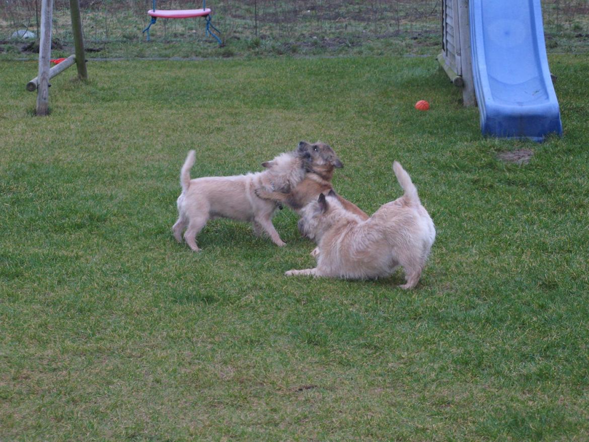 Cairn terrier Buster - Buster og Molly billede 6
