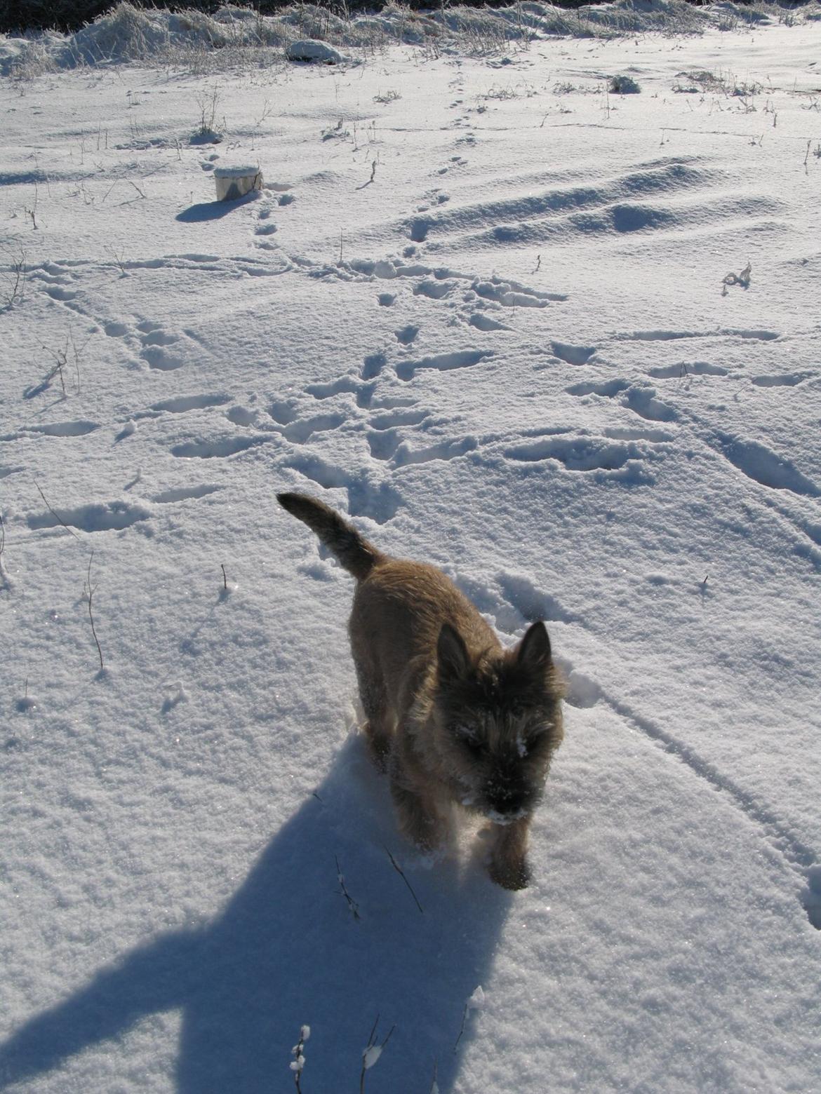 Cairn terrier Buster - Da vi lige havde hentet Buster billede 7