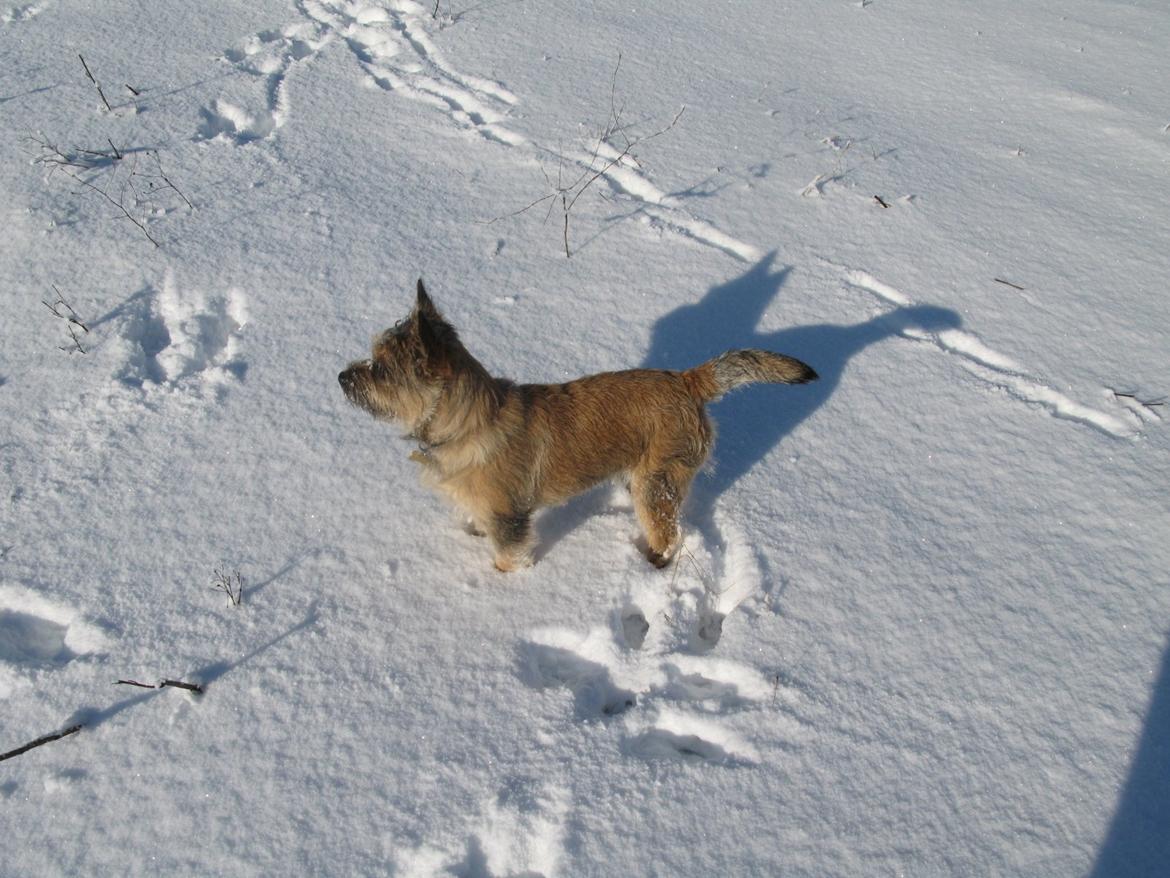 Cairn terrier Buster billede 8