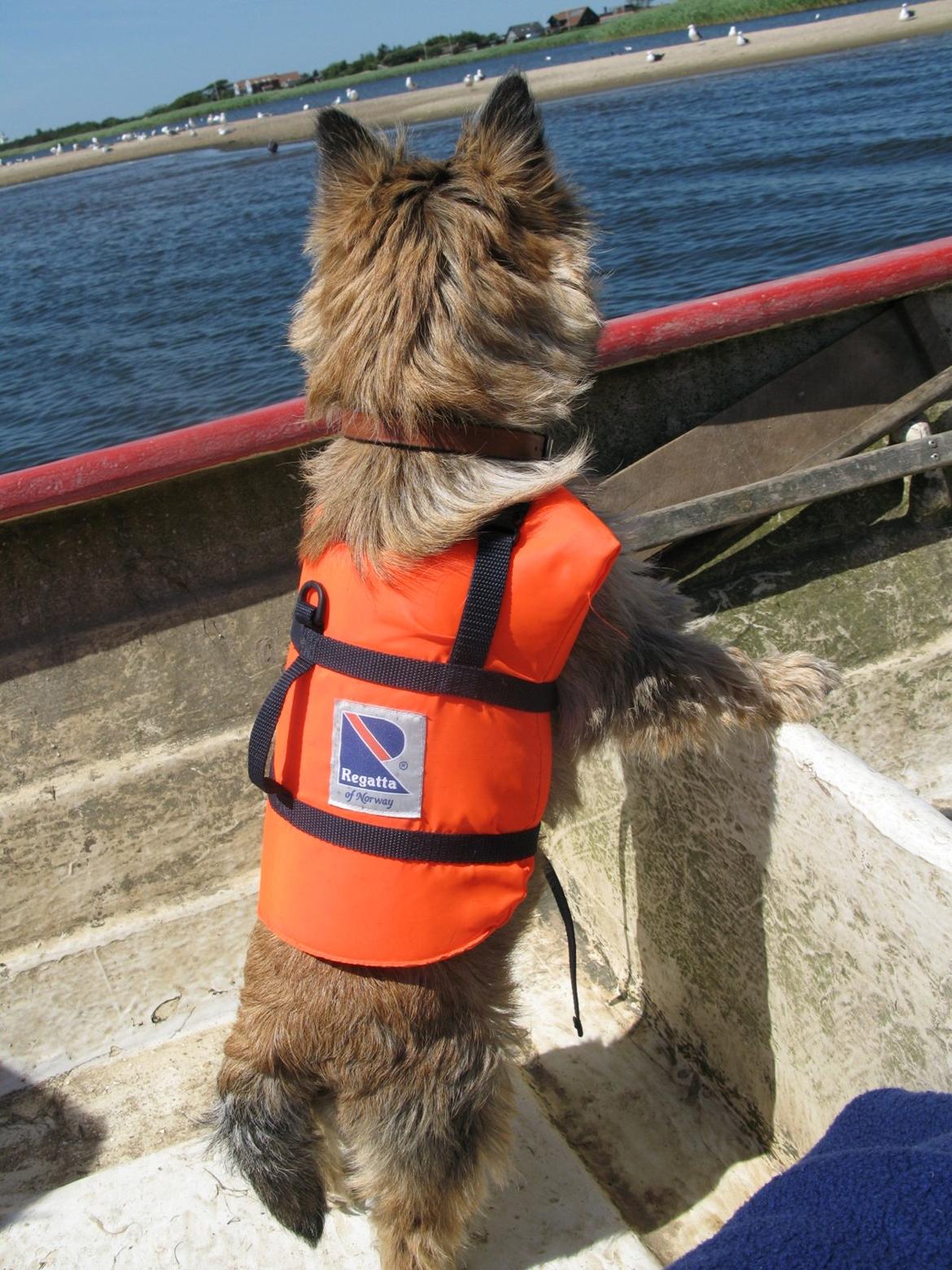 Cairn terrier Buster billede 9
