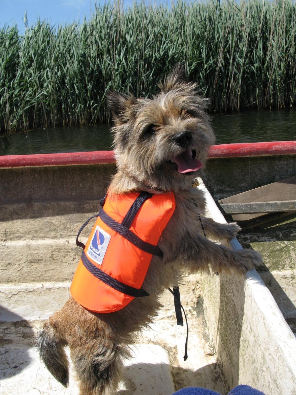 Cairn terrier Buster billede 10