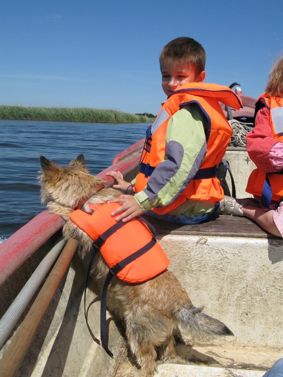 Cairn terrier Buster - uhhhhh en fisk p.s han sprang i vandet men kom op uden fisk:-) billede 11