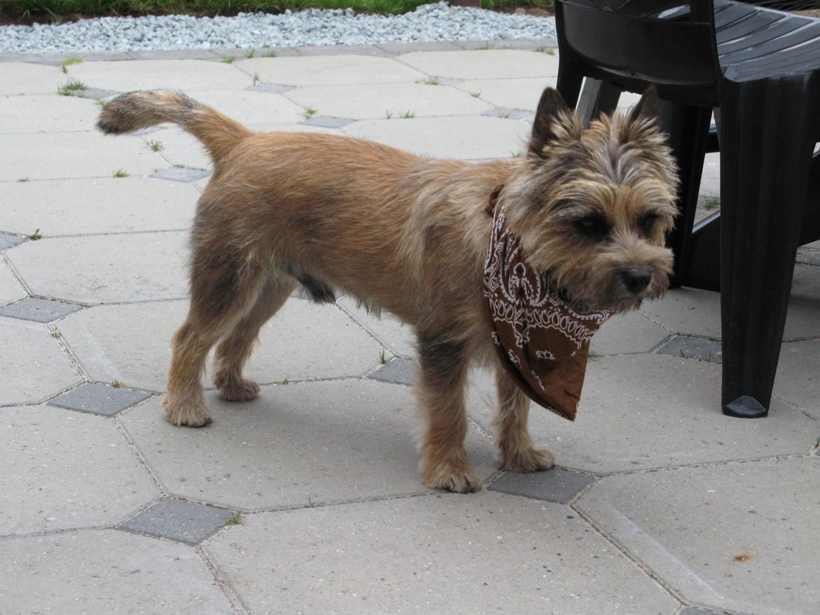 Cairn terrier Buster billede 12