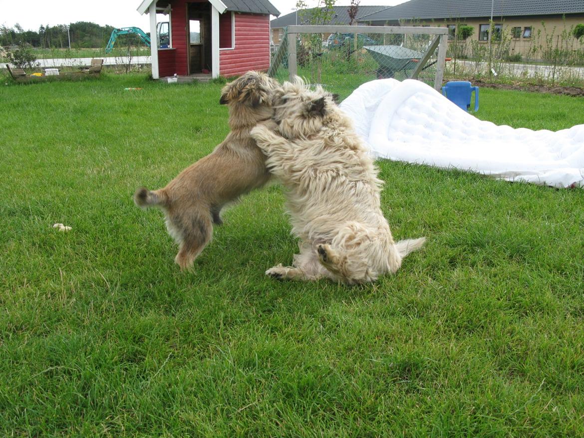 Cairn terrier Buster billede 13
